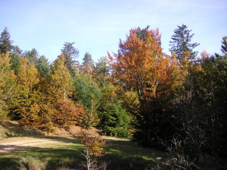 Forêt près du Mont Aigoual
