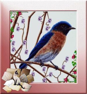 Si j'étais un petit oiseau 
