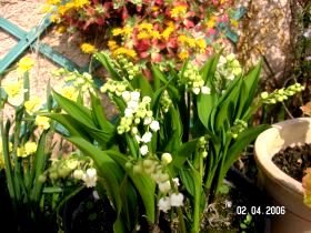 Un petit brin de muguet